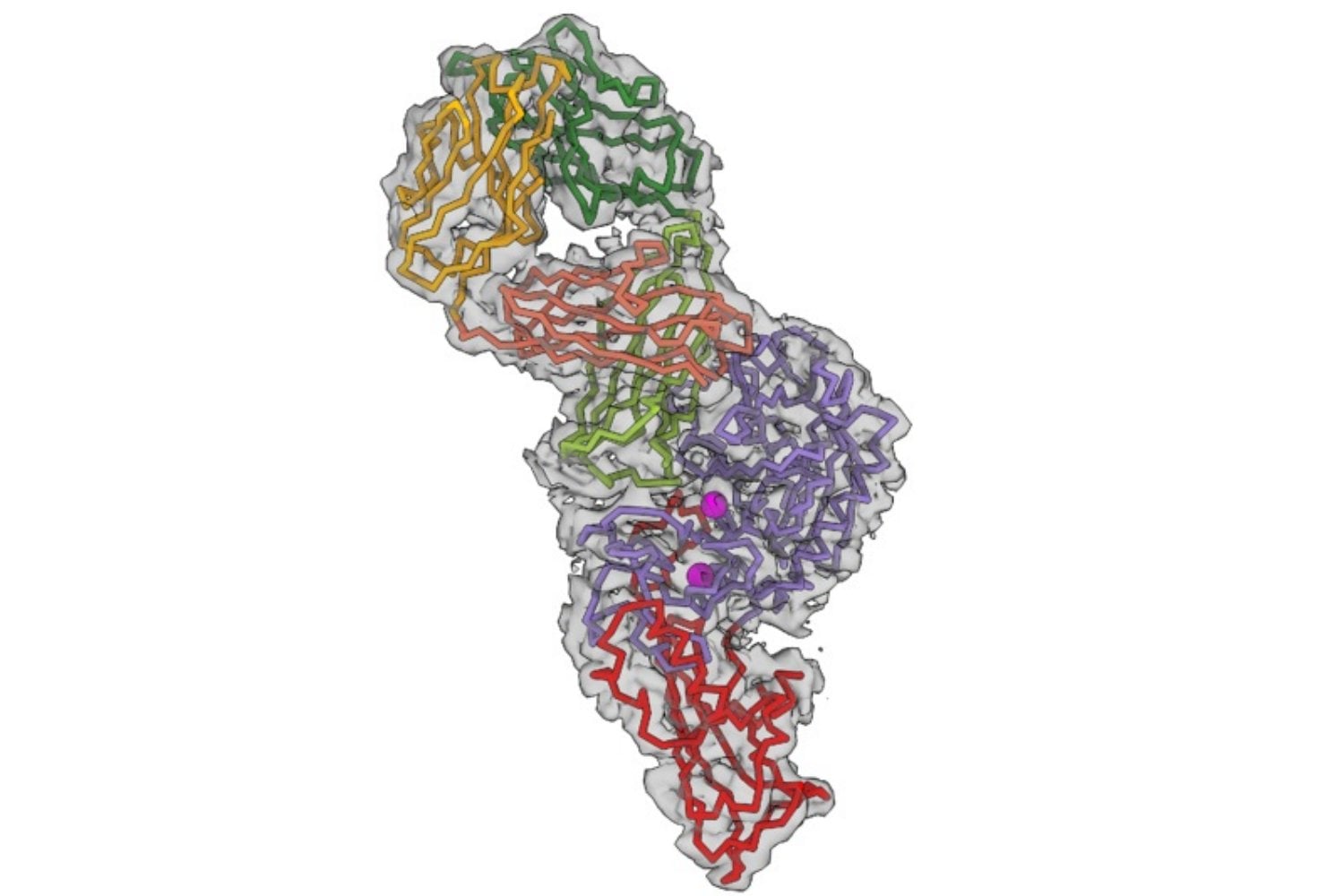 Una bacteria que vive en nuestro intestino sabe cómo desactivar nuestras defensas. Los científicos acaban de descubrir su sorprendente truco molecular