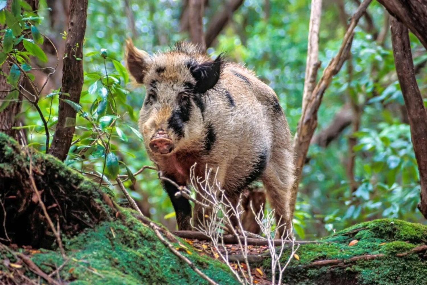En 1807 dejaron cerdos en una isla desierta para alimentar a posibles náufragos. Casi 200 años después encontraron animales que escondían algo extraordinario para la medicina