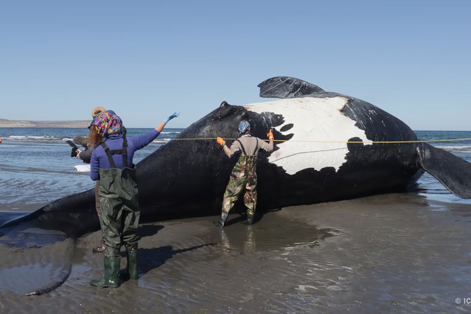 Algo está matando a las ballenas en la Patagonia argentina y los científicos están en alerta. Dos amenazas podrían explicar la mortandad