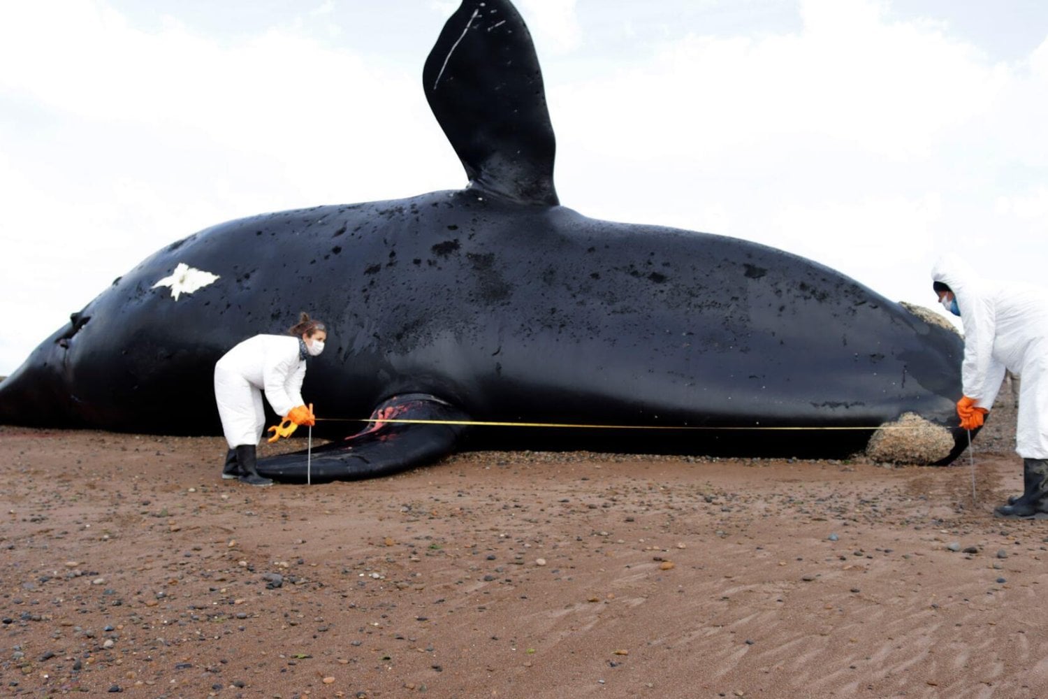 Algo está matando a las ballenas en la Patagonia argentina y los científicos están en alerta. Dos amenazas podrían explicar la mortandad
