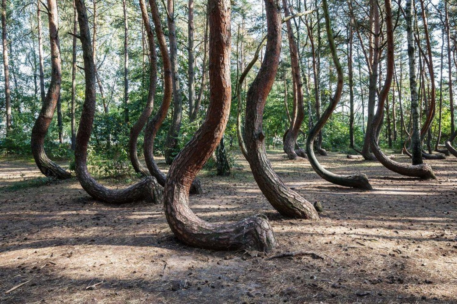 En Polonia hay un bosque donde los árboles crecen como si alguien los hubiera doblado a propósito. La guerra se llevó a quienes podrían explicar por qué