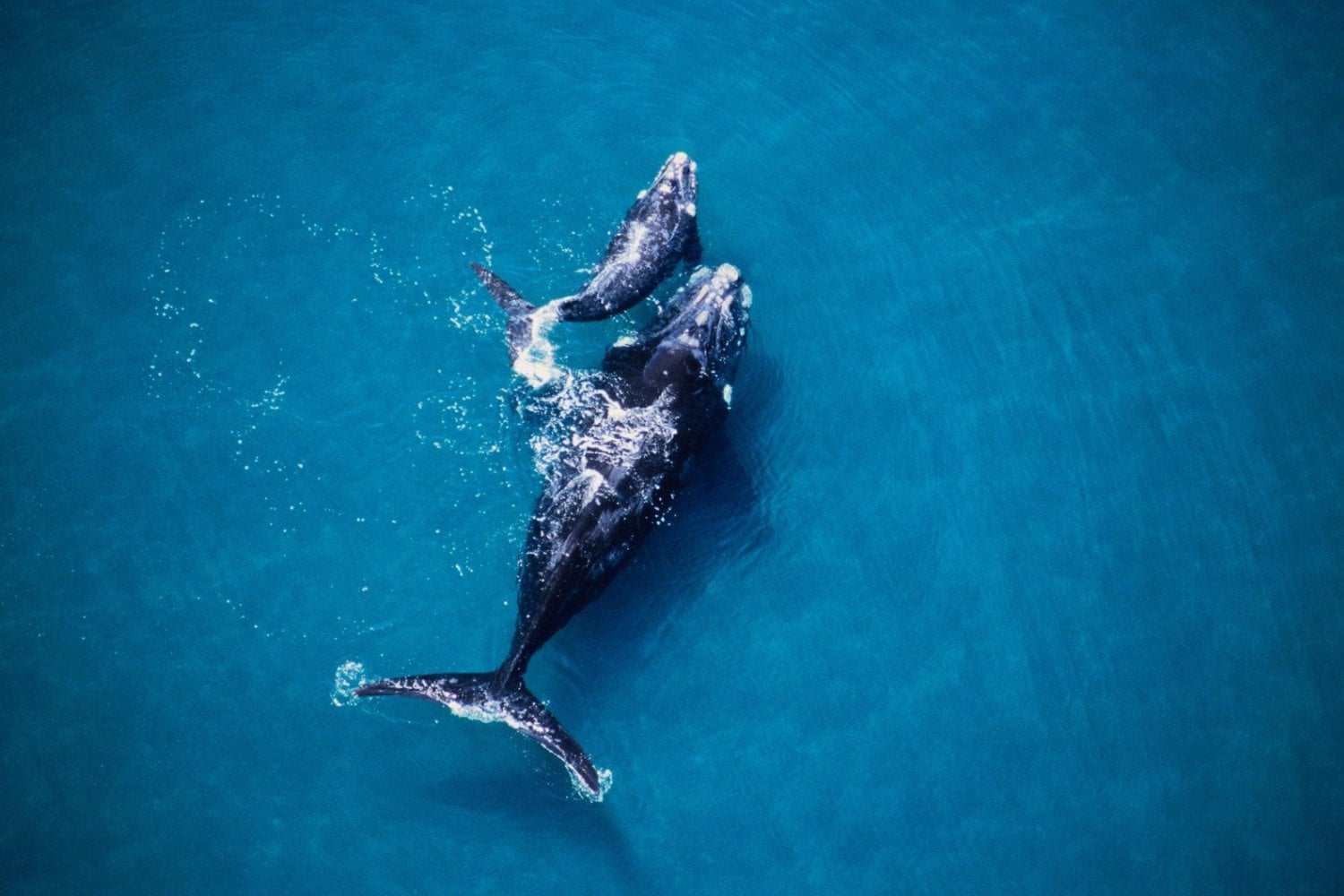 Algo está matando a las ballenas en la Patagonia argentina y los científicos están en alerta. Dos amenazas podrían explicar la mortandad