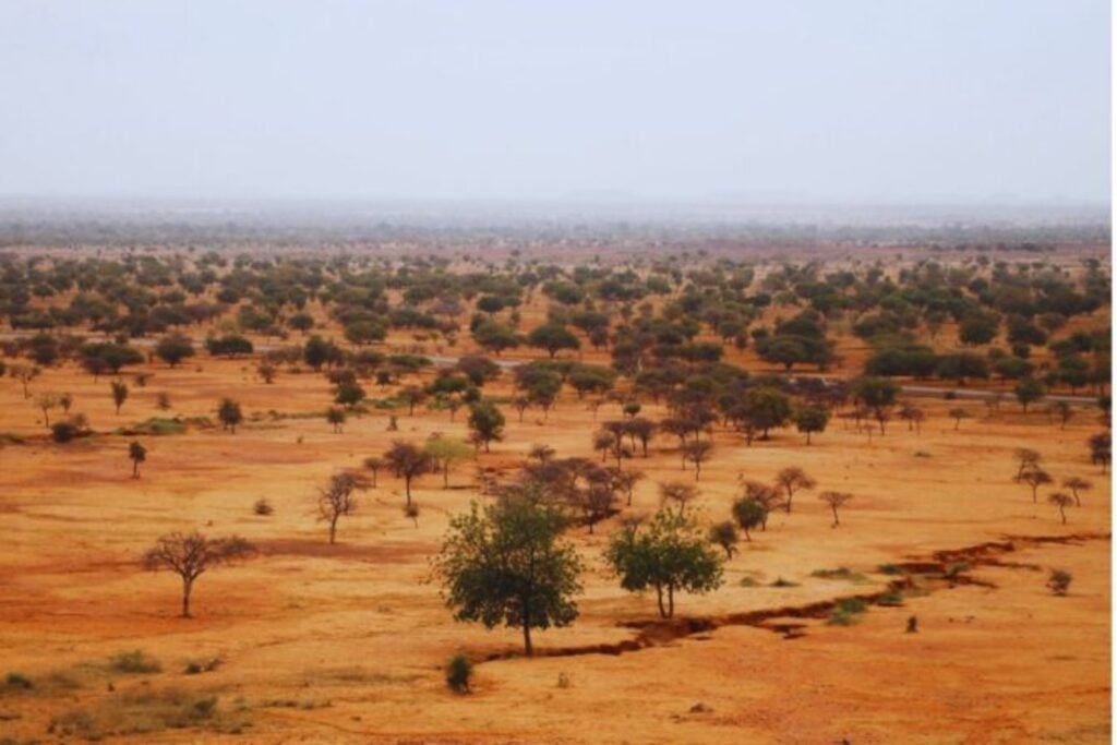 En Senegal están devolviendo tortugas gigantes a una tierra amenazada por la desertificación. Su capacidad para excavar bajo el suelo esconde una posibilidad extraordinaria