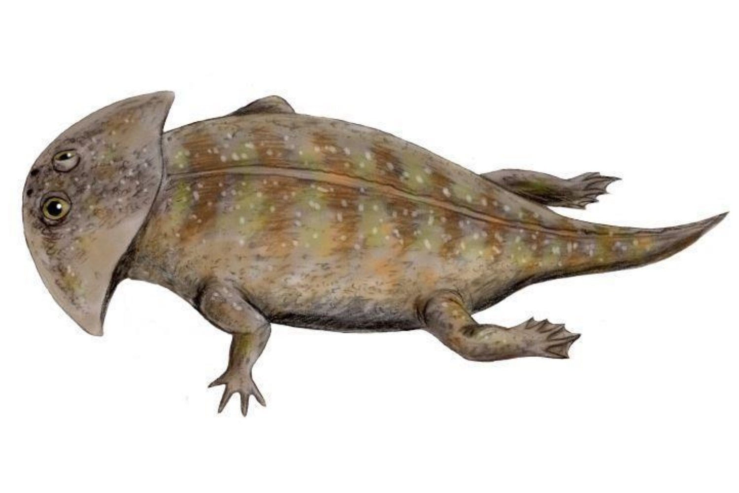 Hace 237 millones de años, un extraño anfibio logró vivir en el océano pese al agua salada. Sus fósiles aparecieron en China y revelaron una armadura que podría explicar cómo sobrevivía