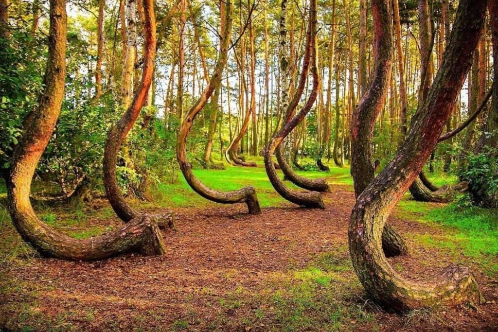 En Polonia hay un bosque donde los árboles crecen como si alguien los hubiera doblado a propósito. La guerra se llevó a quienes podrían explicar por qué