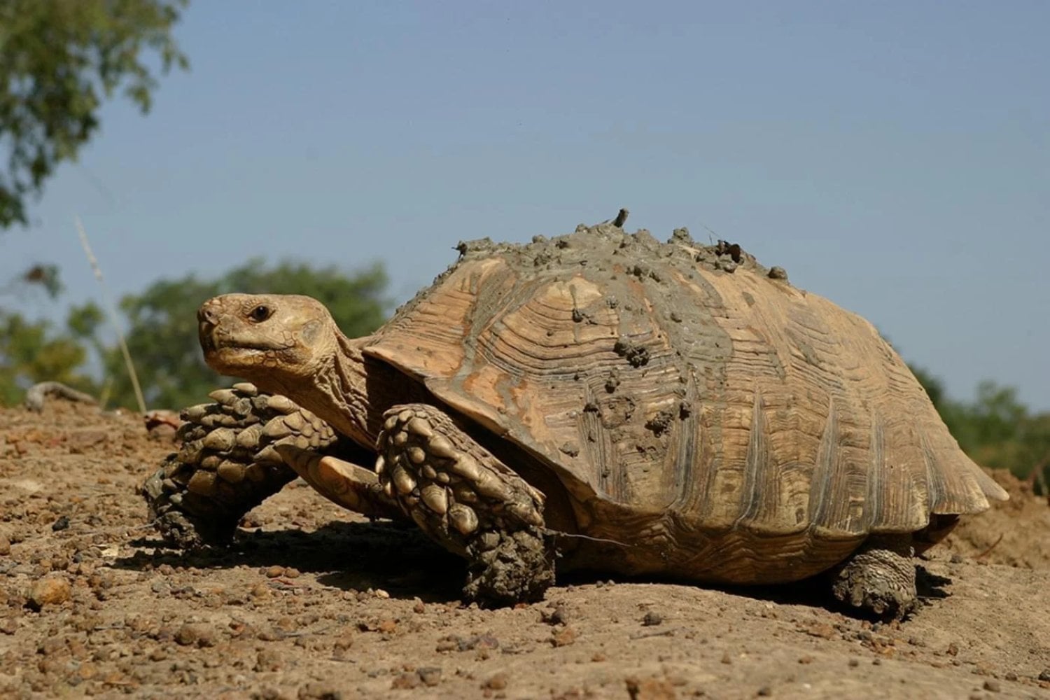 En Senegal están devolviendo tortugas gigantes a una tierra amenazada por la desertificación. Su capacidad para excavar bajo el suelo esconde una posibilidad extraordinaria