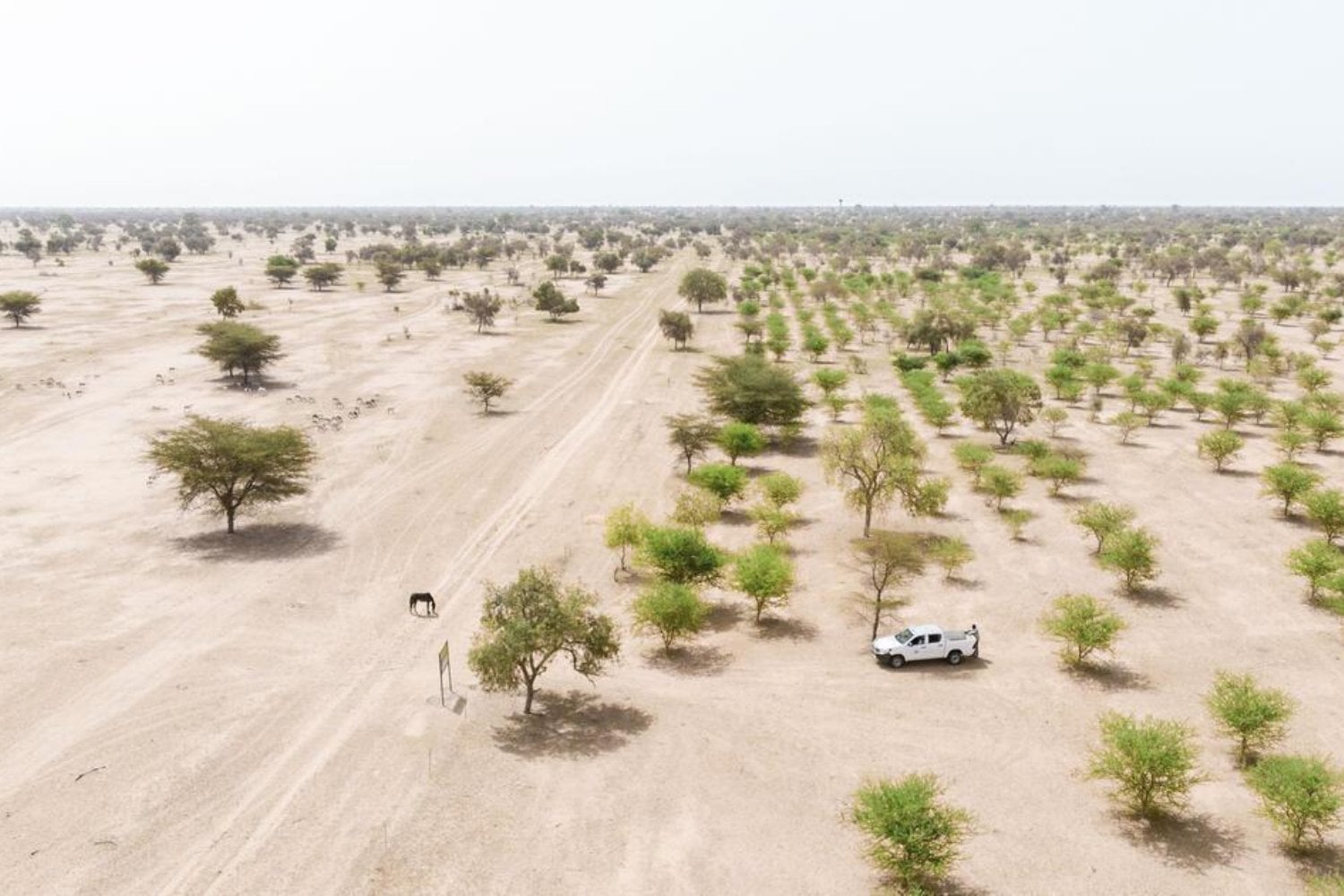 África lleva 19 años intentando levantar una muralla verde de 8.000 kilómetros contra el Sáhara. Ahora ha descubierto que plantar árboles no siempre era la solución