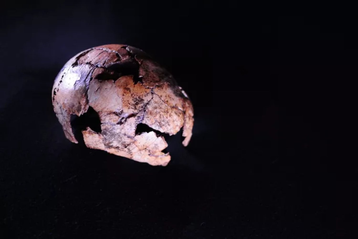 Hace dos millones de años, nuestros antepasados estaban lejos de dominar la Tierra. Unos fósiles en Sudáfrica revelan lo cerca que estuvieron de ser los perdedores de la evolución