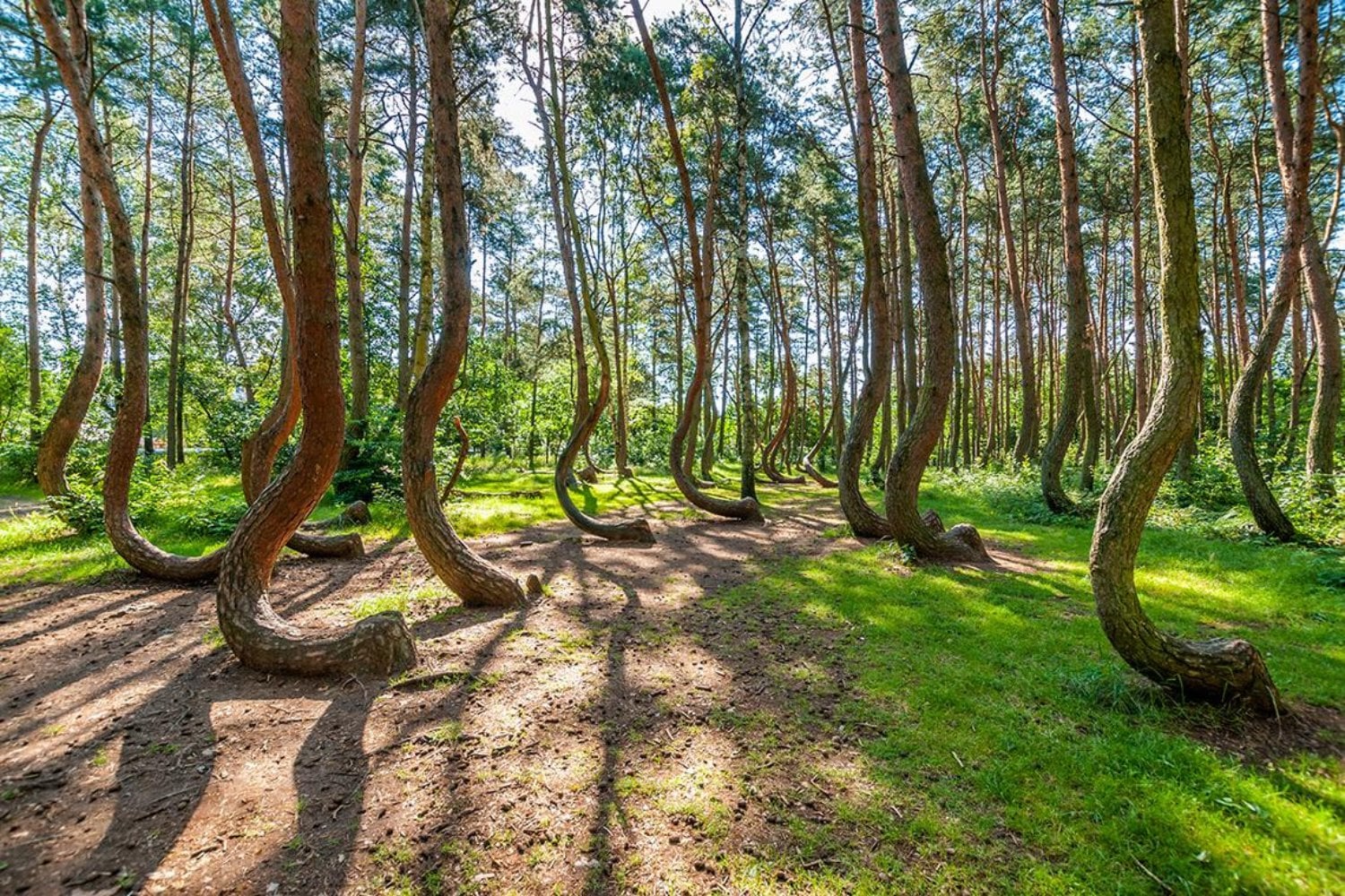En Polonia hay un bosque donde los árboles crecen como si alguien los hubiera doblado a propósito. La guerra se llevó a quienes podrían explicar por qué
