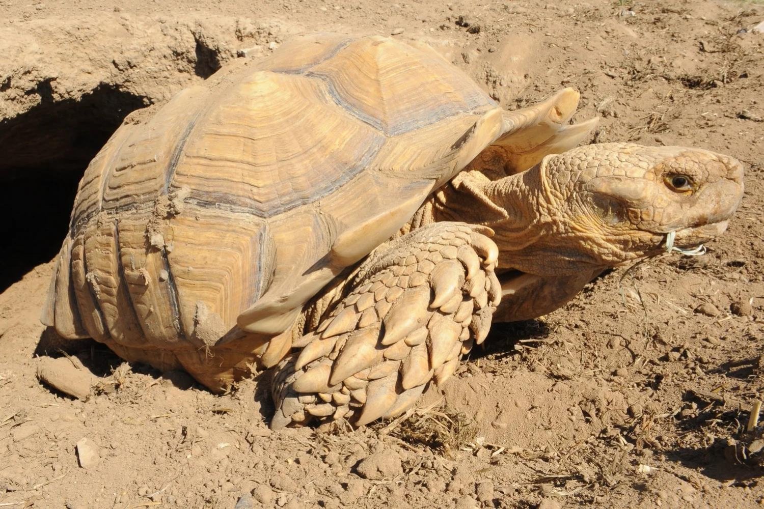 En Senegal están devolviendo tortugas gigantes a una tierra amenazada por la desertificación. Su capacidad para excavar bajo el suelo esconde una posibilidad extraordinaria