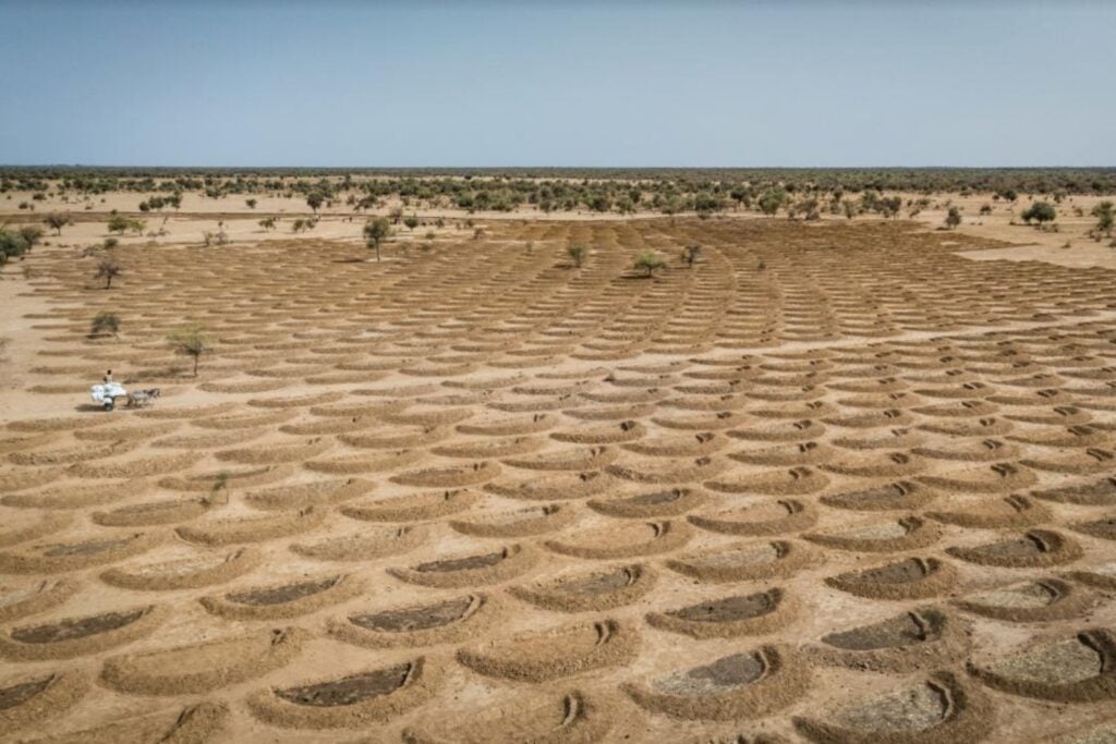 África lleva 19 años intentando levantar una muralla verde de 8.000 kilómetros contra el Sáhara. Ahora ha descubierto que plantar árboles no siempre era la solución