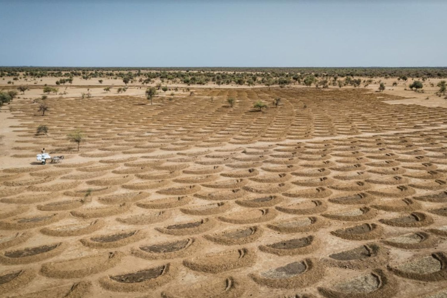 África lleva 19 años intentando levantar una muralla verde de 8.000 kilómetros contra el Sáhara. Ahora ha descubierto que plantar árboles no siempre era la solución