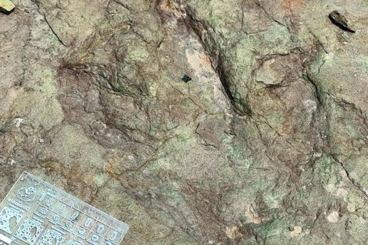 Unos vecinos encontraron extrañas huellas gigantes en un arroyo de México. Los científicos descubrieron que llevaban 65 millones de años esperando allí