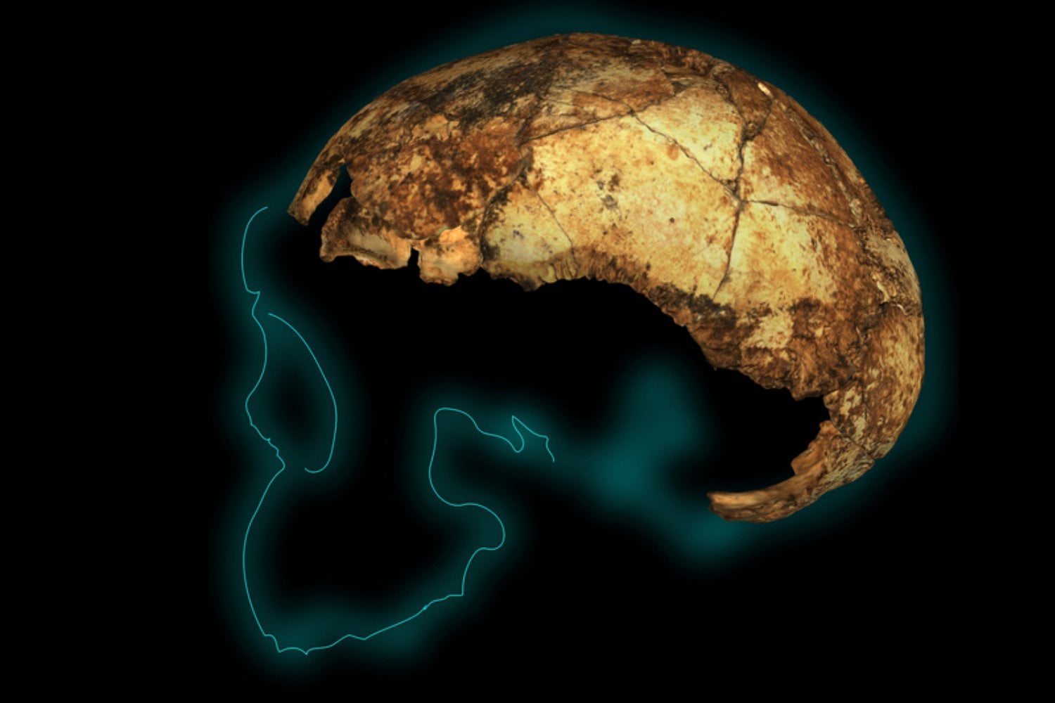 Hace dos millones de años, nuestros antepasados estaban lejos de dominar la Tierra. Unos fósiles en Sudáfrica revelan lo cerca que estuvieron de ser los perdedores de la evolución