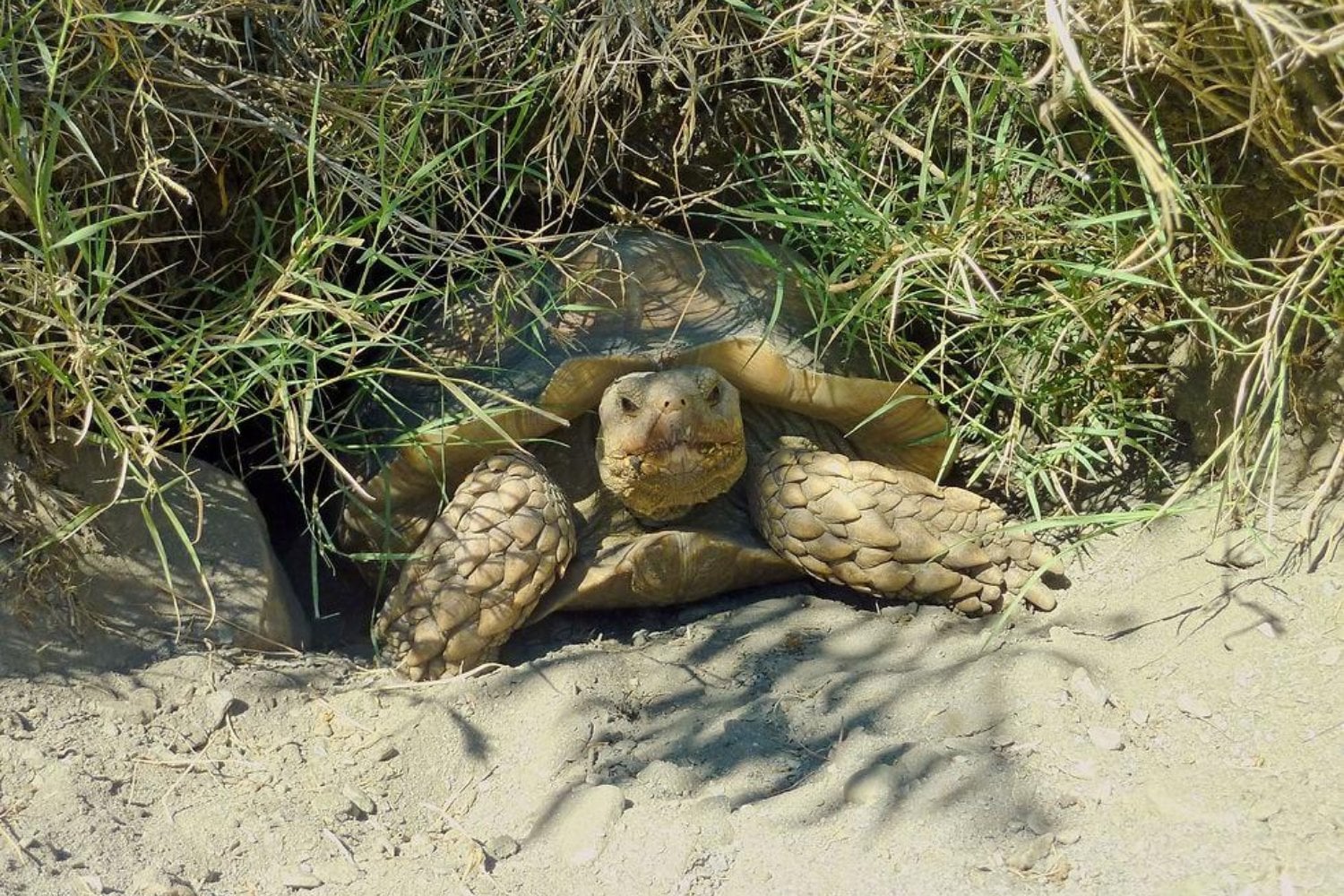 En Senegal están devolviendo tortugas gigantes a una tierra amenazada por la desertificación. Su capacidad para excavar bajo el suelo esconde una posibilidad extraordinaria