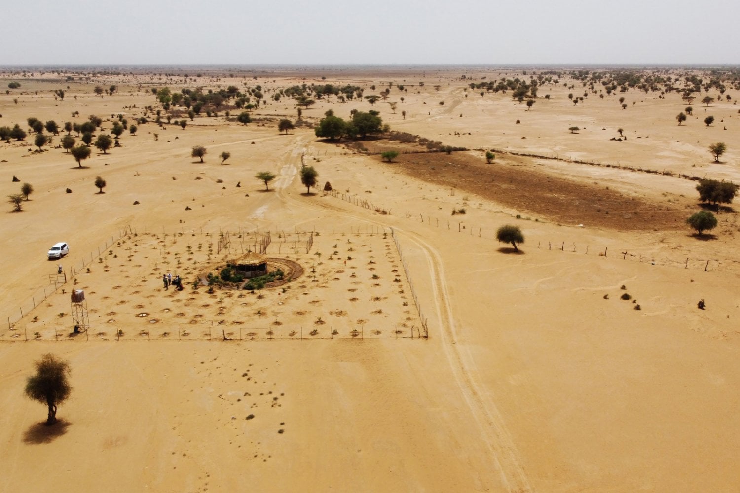 África lleva 19 años intentando levantar una muralla verde de 8.000 kilómetros contra el Sáhara. Ahora ha descubierto que plantar árboles no siempre era la solución