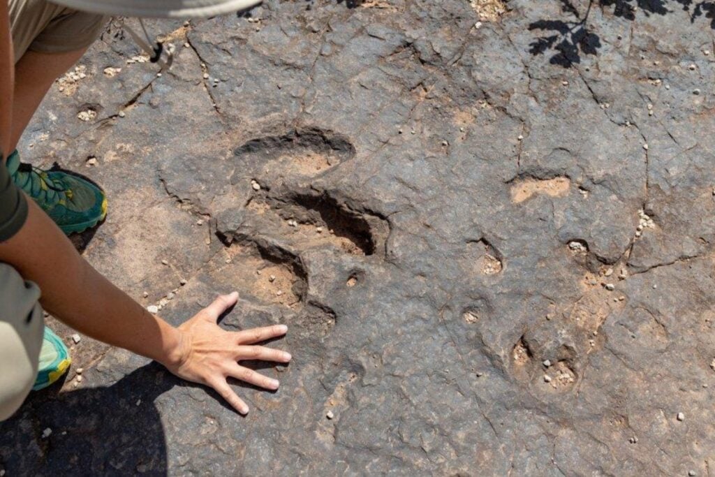 Unos vecinos encontraron extrañas huellas gigantes en un arroyo de México. Los científicos descubrieron que llevaban 65 millones de años esperando allí