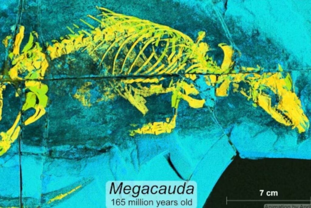 Hace 165 millones de años, un pequeño depredador nadaba entre dinosaurios. Su fósil acaba de revelar un secreto sobre algo que todos los mamíferos hacemos al nacer