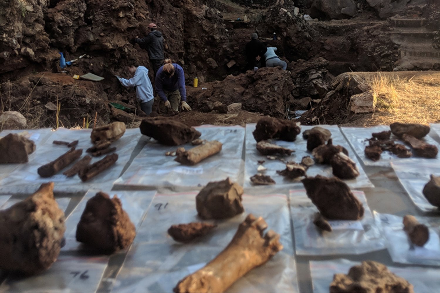 Hace dos millones de años, nuestros antepasados estaban lejos de dominar la Tierra. Unos fósiles en Sudáfrica revelan lo cerca que estuvieron de ser los perdedores de la evolución