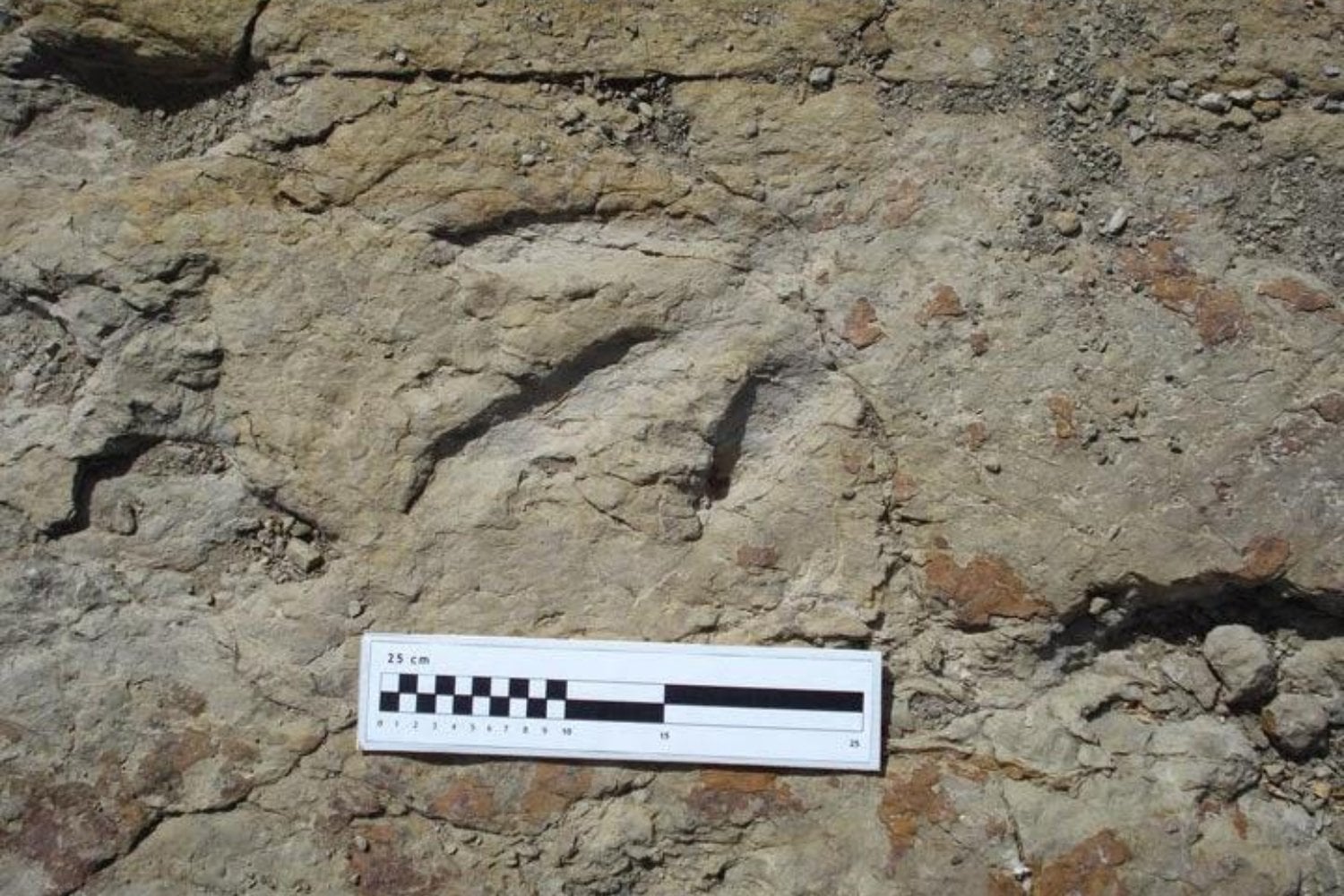 Unos vecinos encontraron extrañas huellas gigantes en un arroyo de México. Los científicos descubrieron que llevaban 65 millones de años esperando allí