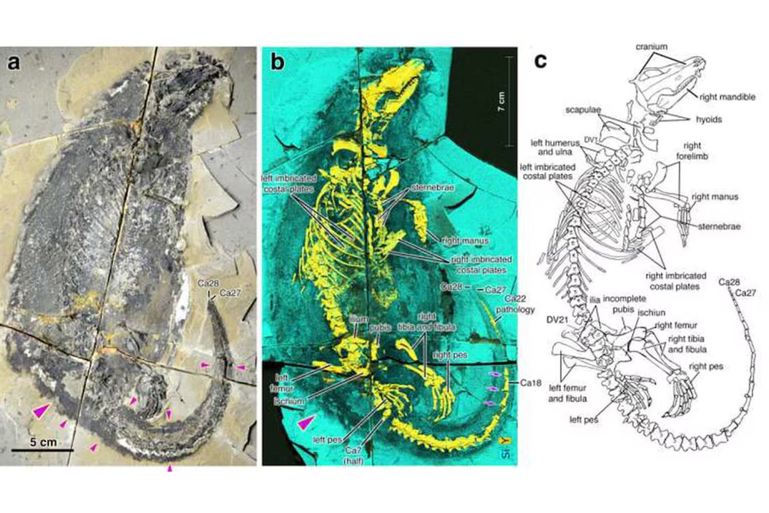 Hace 165 millones de años, un pequeño depredador nadaba entre dinosaurios. Su fósil acaba de revelar un secreto sobre algo que todos los mamíferos hacemos al nacer