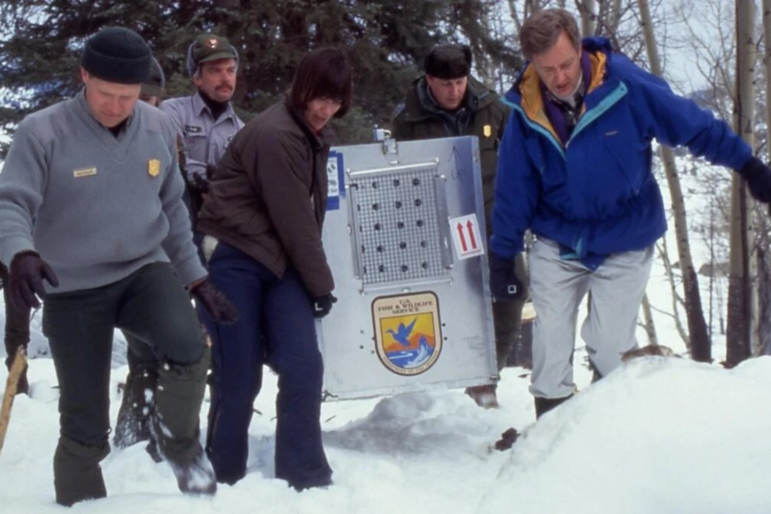 Yellowstone estuvo 70 años sin lobos. En 1995 reintrodujeron apenas 14 y, tres décadas después, el paisaje comenzó a contar una historia inesperada