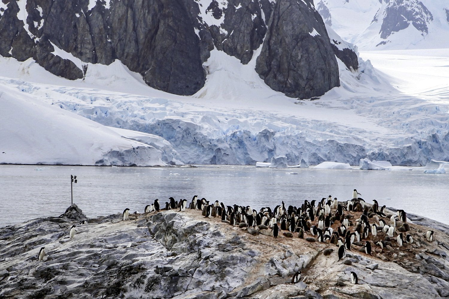 Los científicos no podían contar todos los pingüinos de la Antártida. Entonces 50.000 personas hicieron seis millones de conteos desde sus casas