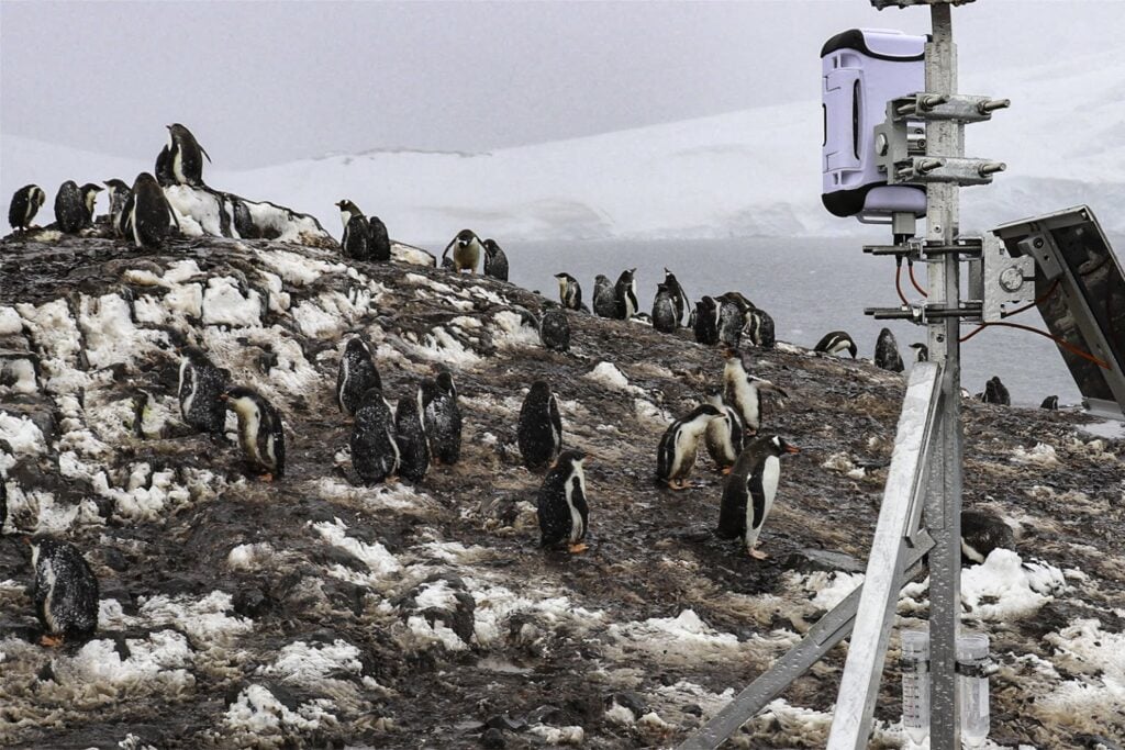 Los científicos no podían contar todos los pingüinos de la Antártida. Entonces 50.000 personas hicieron seis millones de conteos desde sus casas