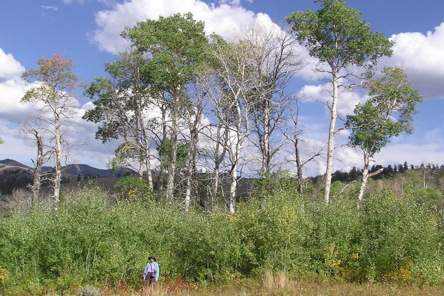 Yellowstone estuvo 70 años sin lobos. En 1995 reintrodujeron apenas 14 y, tres décadas después, el paisaje comenzó a contar una historia inesperada