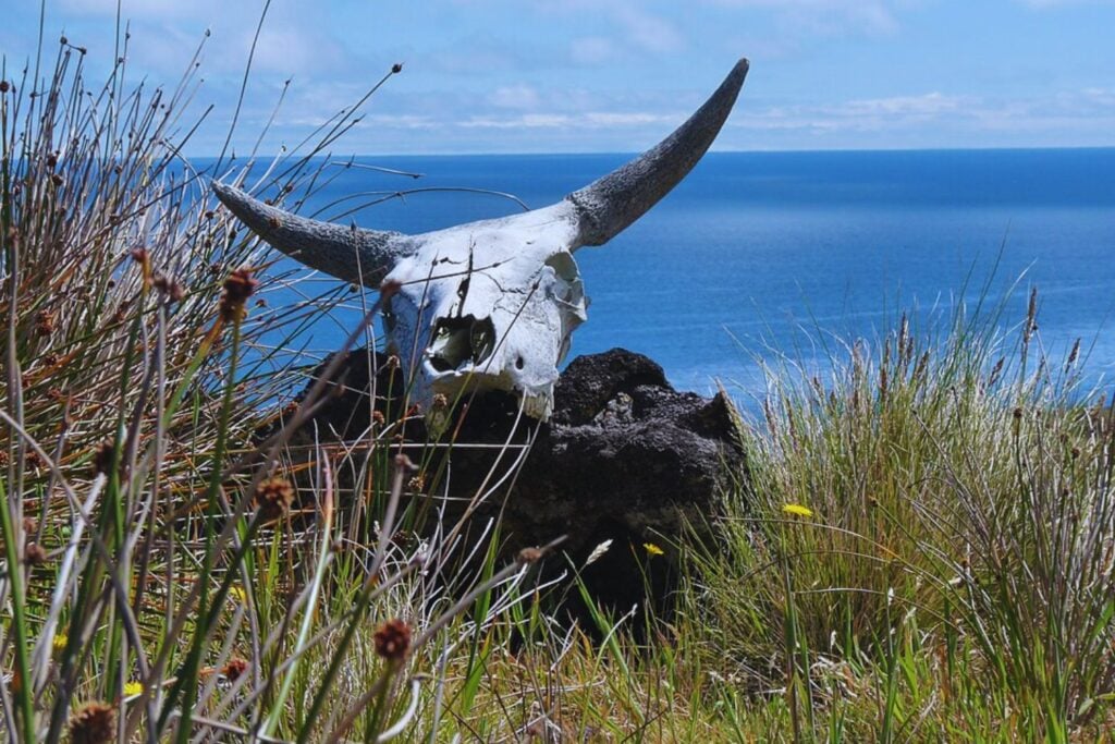Cinco vacas quedaron abandonadas en una isla remota y se multiplicaron durante más de un siglo. Su ADN terminó desmontando una historia que la ciencia daba por cierta
