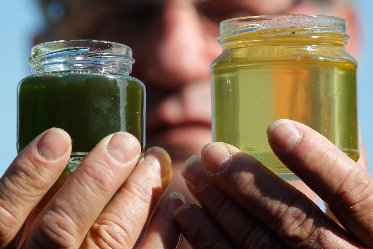 En Francia, unas abejas empezaron a producir miel azul y verde. Los apicultores siguieron su rastro y descubrieron una conexión insólita con los M&M's