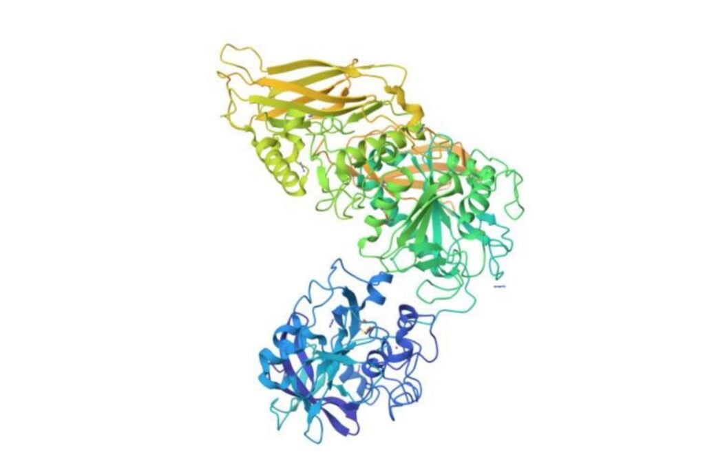 Una bacteria que vive en nuestro intestino sabe cómo desactivar nuestras defensas. Los científicos acaban de descubrir su sorprendente truco molecular