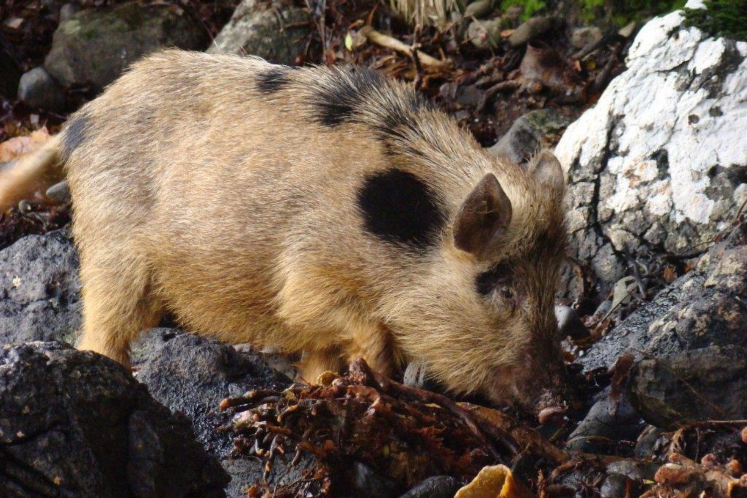 En 1807 dejaron cerdos en una isla desierta para alimentar a posibles náufragos. Casi 200 años después encontraron animales que escondían algo extraordinario para la medicina