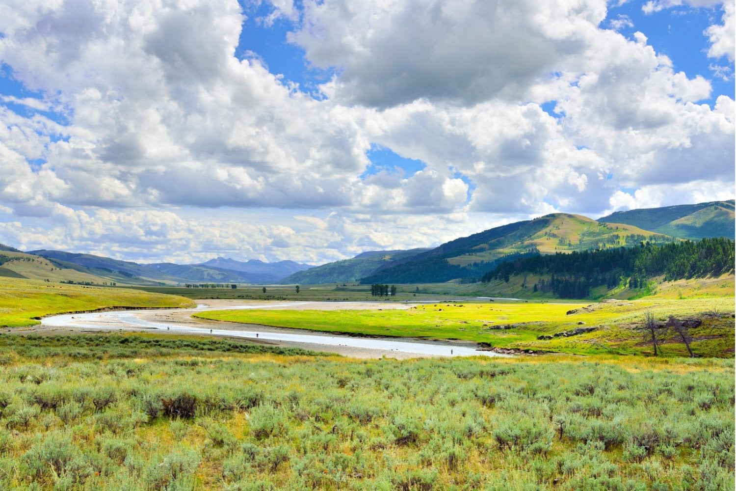 Yellowstone estuvo 70 años sin lobos. En 1995 reintrodujeron apenas 14 y, tres décadas después, el paisaje comenzó a contar una historia inesperada