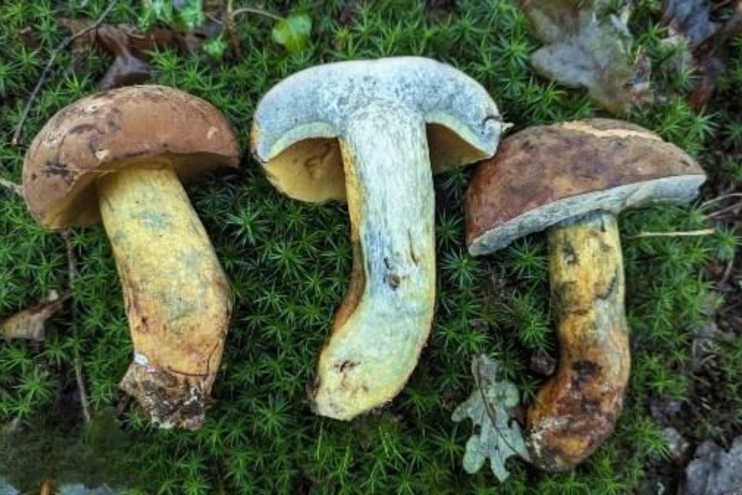 Durante casi un siglo, personas de distintos países aseguraron ver diminutos seres humanos después de comer un hongo. Los científicos encontraron una explicación, pero también un misterio mayor