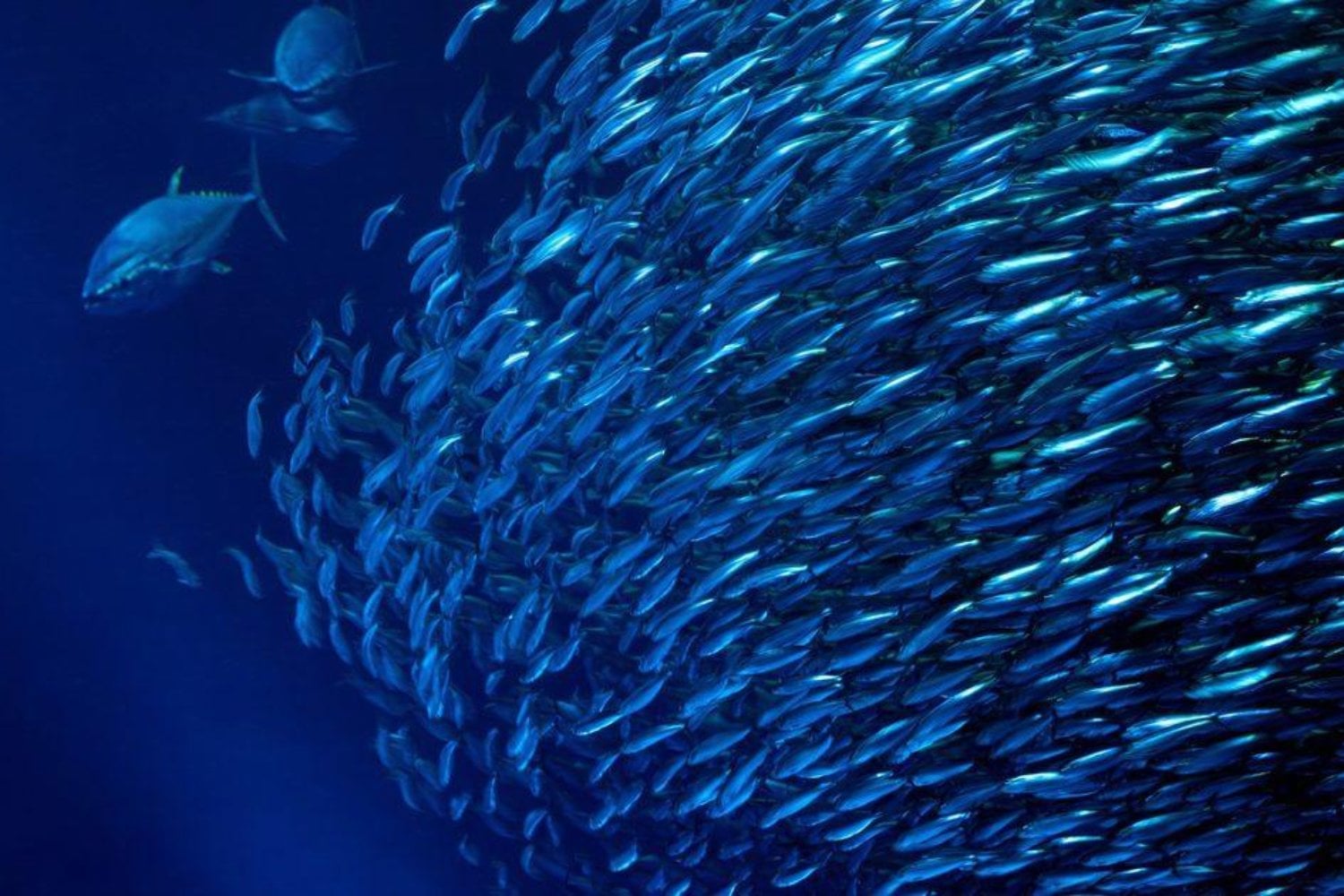 En California había una fábrica que enlataba sardinas por millones. Hoy los peces nadan en el mismo lugar y atraen a visitantes de todo el mundo