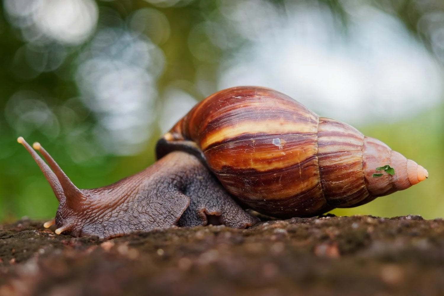 Un caracol gigante salió de África y terminó encendiendo las alarmas en todo España. No es su tamaño lo que lo convierte en una de las especies más temidas del mundo