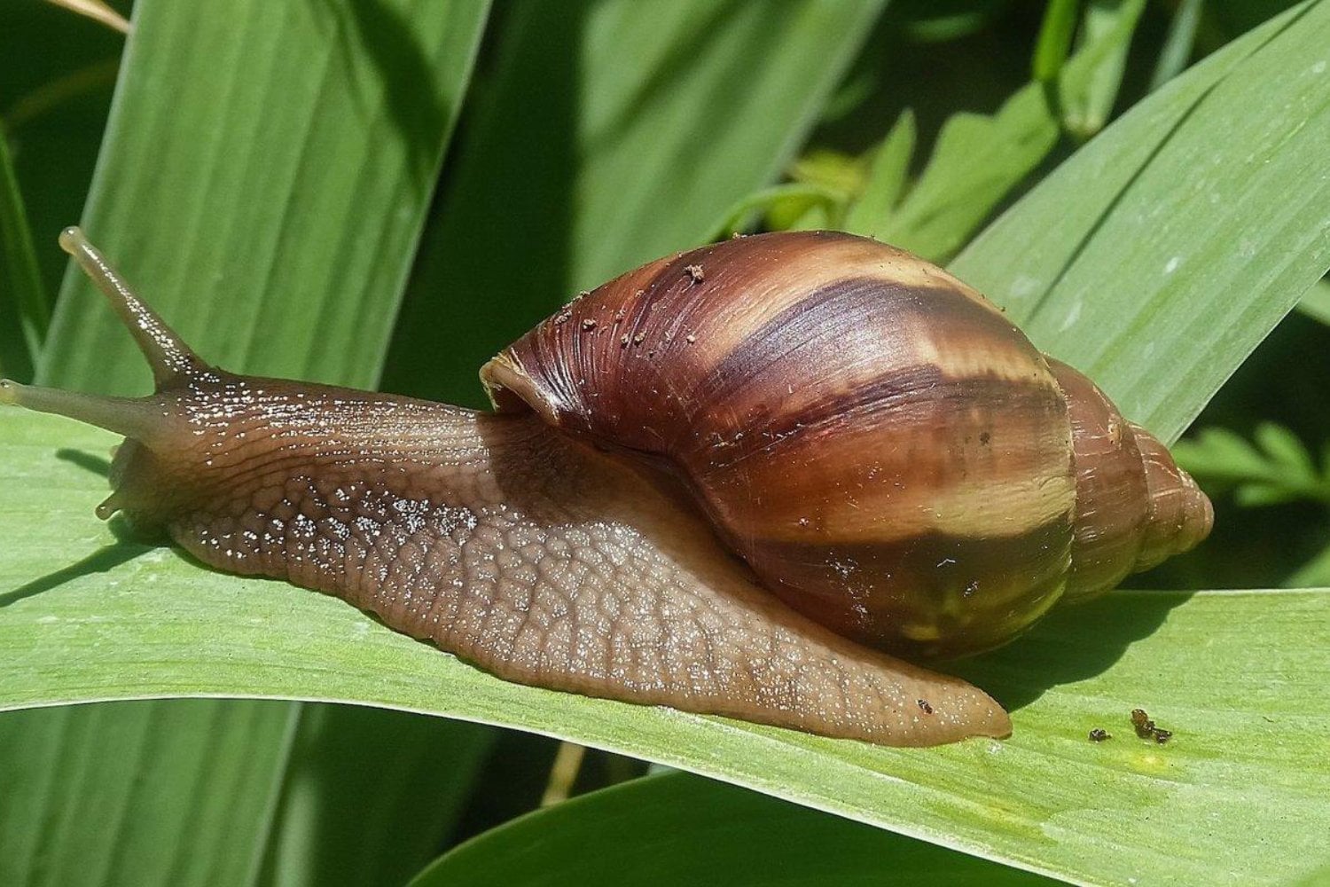 Un caracol gigante salió de África y terminó encendiendo las alarmas en todo España. No es su tamaño lo que lo convierte en una de las especies más temidas del mundo