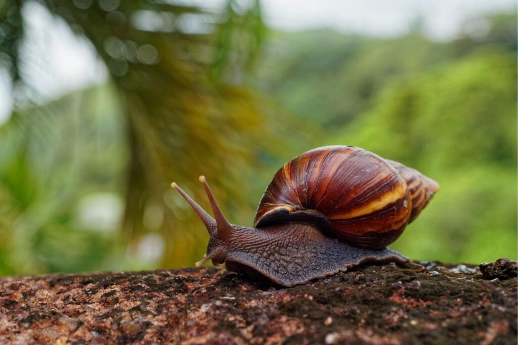 Un caracol gigante salió de África y terminó encendiendo las alarmas en todo España. No es su tamaño lo que lo convierte en una de las especies más temidas del mundo