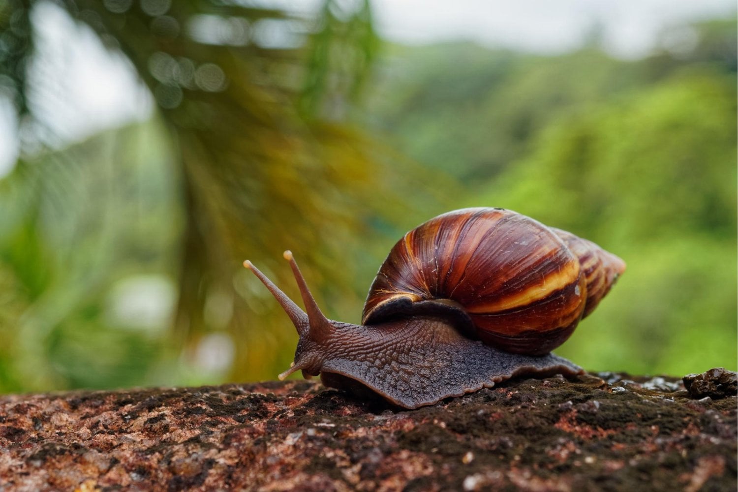 Un caracol gigante salió de África y terminó encendiendo las alarmas en todo España. No es su tamaño lo que lo convierte en una de las especies más temidas del mundo