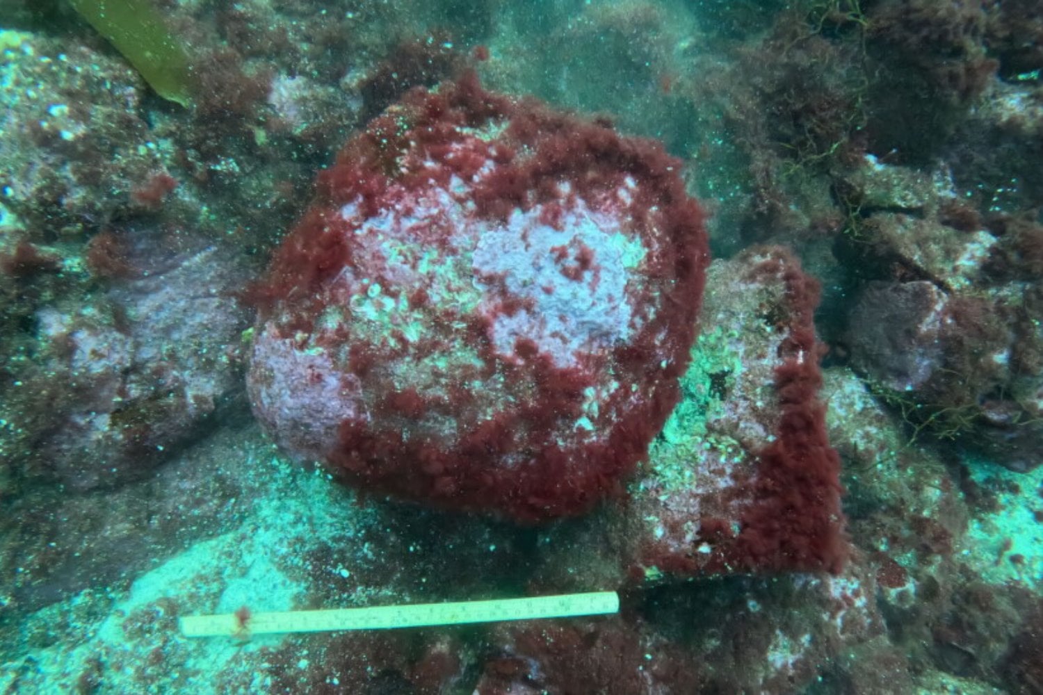 Hace miles de años, alguien perdió una piedra de 30 kilos en el mar. Ahora los arqueólogos creen que podría cambiar la historia de la navegación