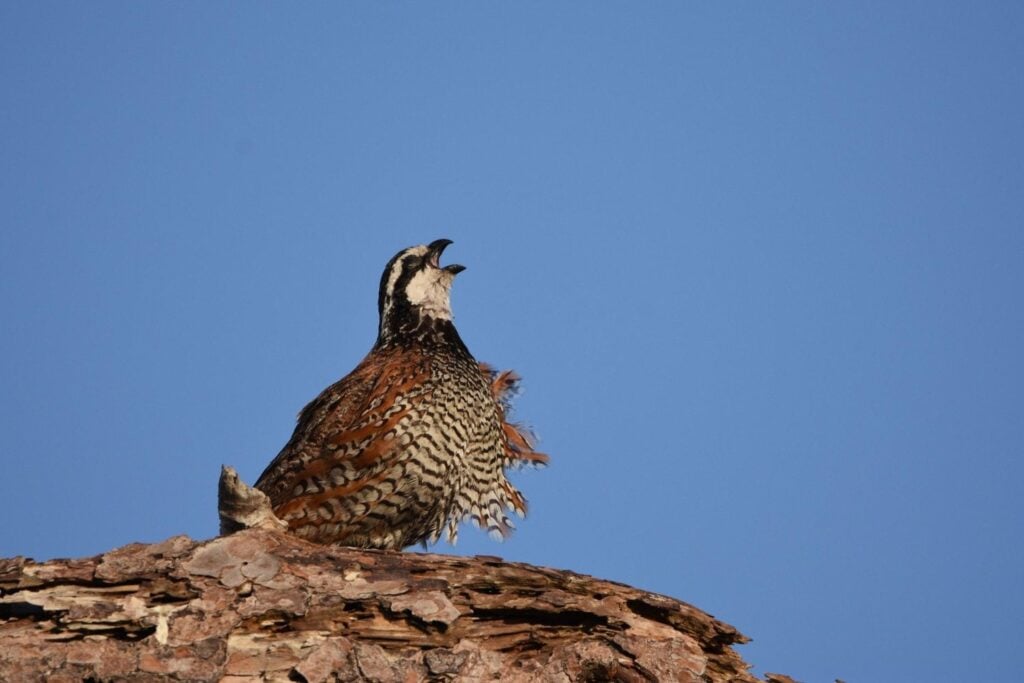 Las aves llevan millones de años utilizando sus plumas para sobrevivir. Ahora los científicos han descubierto una función invisible que apunta directamente al espacio