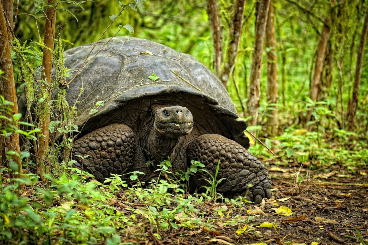Las islas ocupan apenas el 7% de la superficie terrestre, pero albergan el 20% de la biodiversidad. Para 2050 enfrentarán una triple amenaza