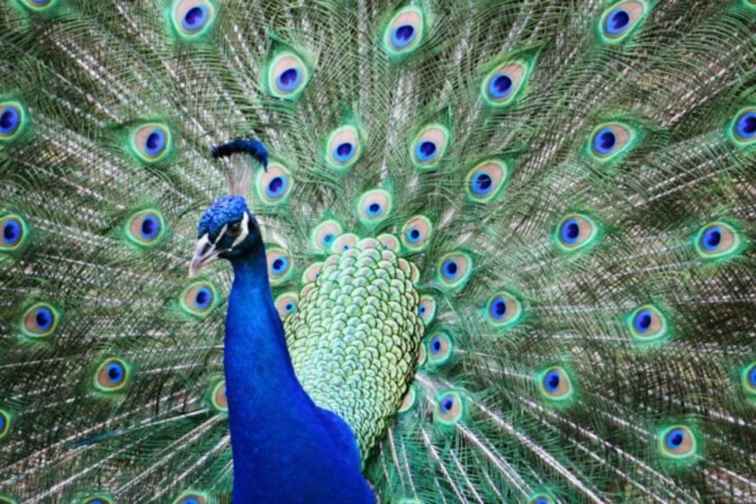 Las aves llevan millones de años utilizando sus plumas para sobrevivir. Ahora los científicos han descubierto una función invisible que apunta directamente al espacio