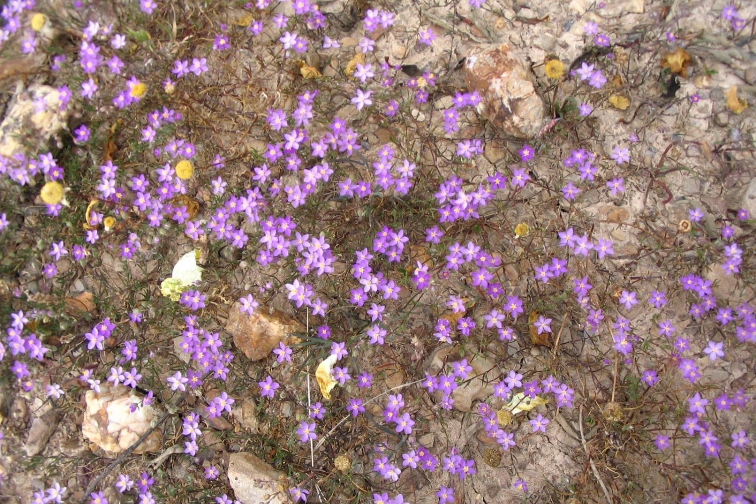 Los pañales parecían tener poco que ofrecerle a una mina contaminada. Hasta que unos científicos descubrieron que podían devolverle la vida al suelo
