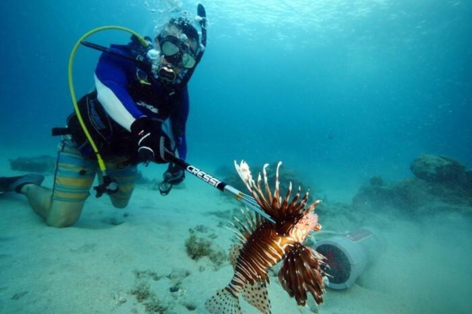 Florida declaró la guerra a uno de los peces más peligrosos para sus arrecifes. Más de 500 personas salieron al mar y capturaron 36.000 ejemplares