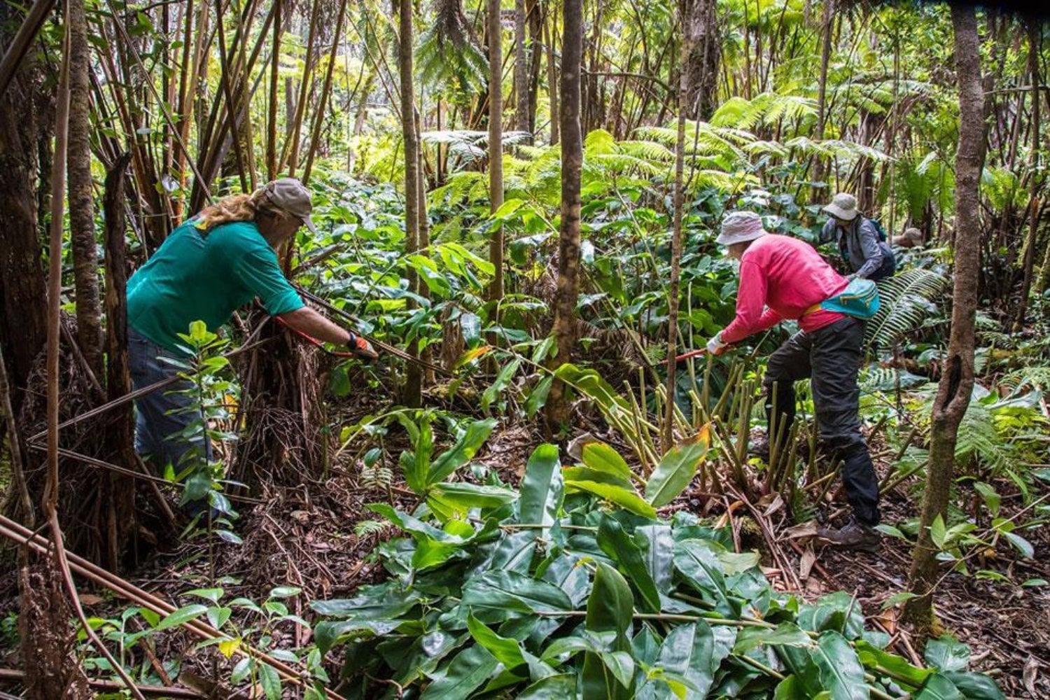 Las islas ocupan apenas el 7% de la superficie terrestre, pero albergan el 20% de la biodiversidad. Para 2050 enfrentarán una triple amenaza