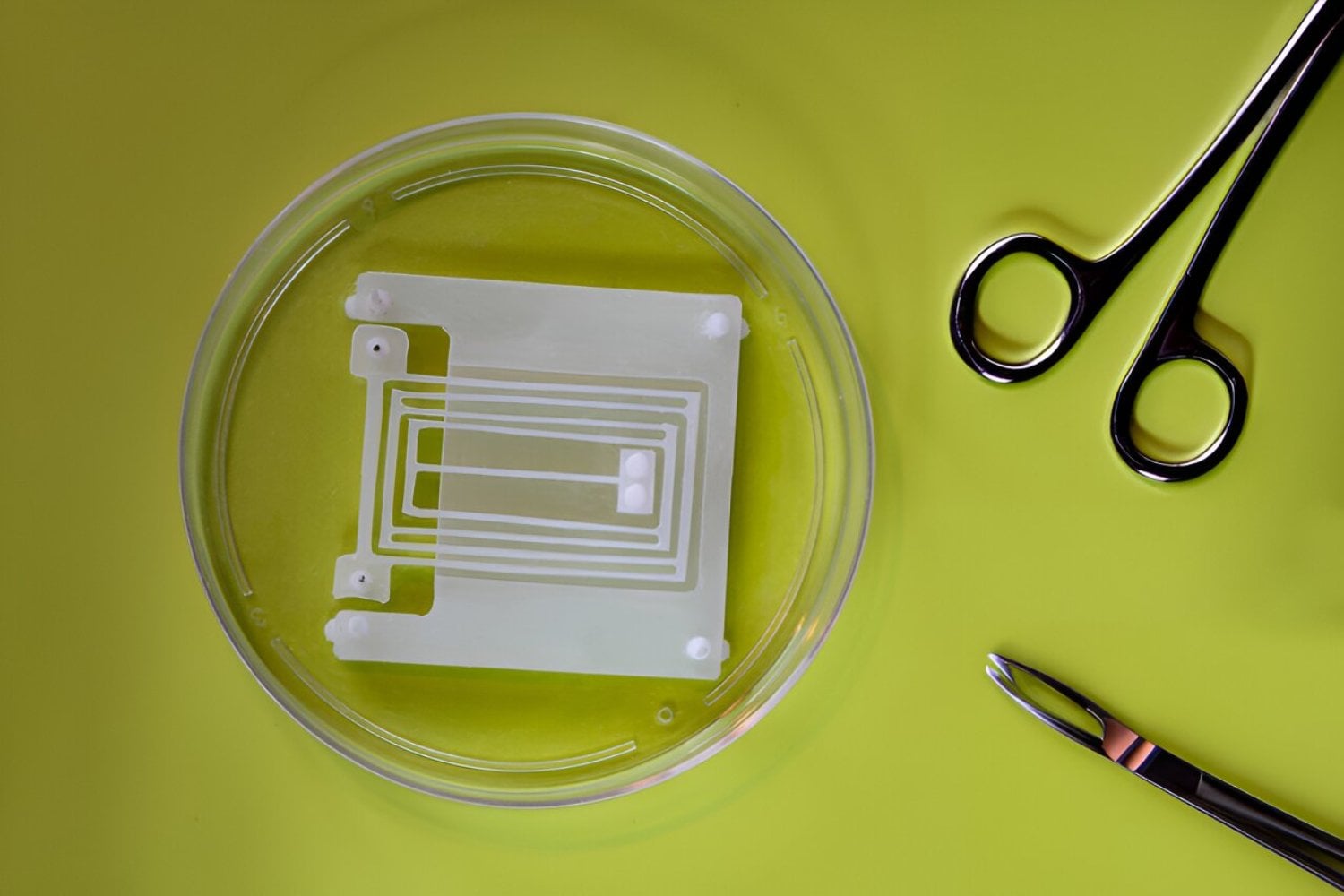 El MIT creó un robot que nada con músculos vivos más finos que un pelo. Para hacerlo girar, basta apuntarle con luz azul