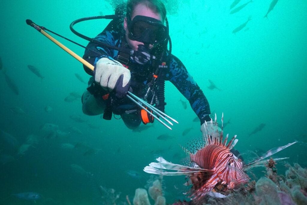 Florida declaró la guerra a uno de los peces más peligrosos para sus arrecifes. Más de 500 personas salieron al mar y capturaron 36.000 ejemplares