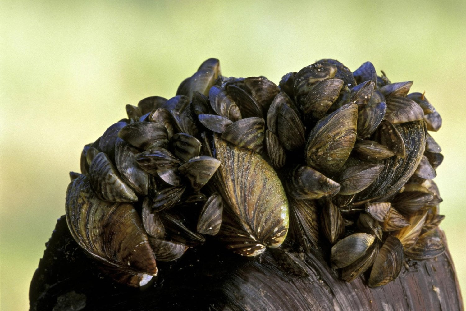 Un barco llegó a Estados Unidos en los años 80 y dejó escapar una especie invasora. Hoy cuesta más de 1.000 millones de dólares al año combatirla